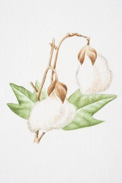 Gossypium hirsutum, Upland Cotton plant