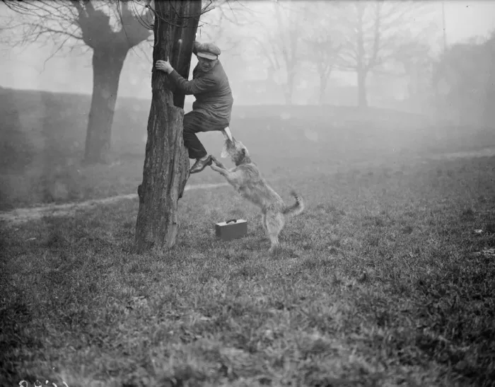 Framed Print : Gotcha. February 1928: Not all police dogs are thoroughbreds Framed Print : Gotcha. February 1928: Not all police dogs are thoroughbreds