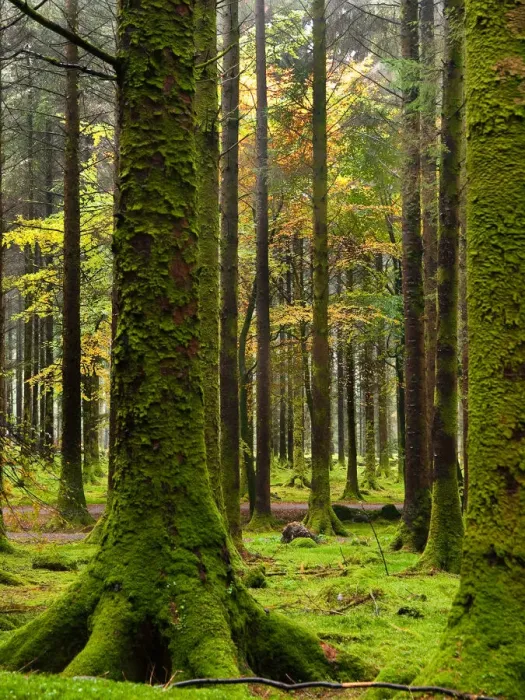 Framed Print : Gougane Barra Forest Park Framed Print : Gougane Barra Forest Park