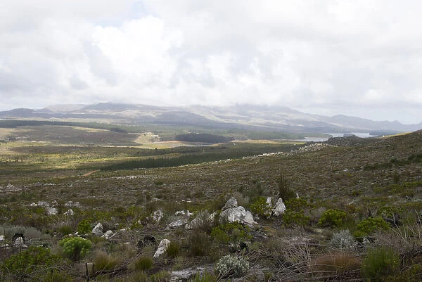 Grabouw side of the Hottentot Holland mountains not far from N2 and Sir Lowrys Pass, looking towards Kogelberg Biosphere Reserve and the Steenbras dam, Western Cape, South Africa