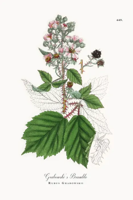 Framed Print : Grabowskiias Bramble, Rubus Grabowskii, Victorian Botanical Illustration, 1863 Framed Print : Grabowskiias Bramble, Rubus Grabowskii, Victorian Botanical Illustration, 1863