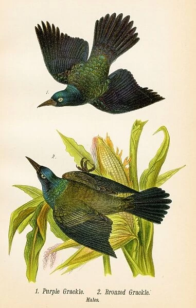 Grackle bird lithograph 1890