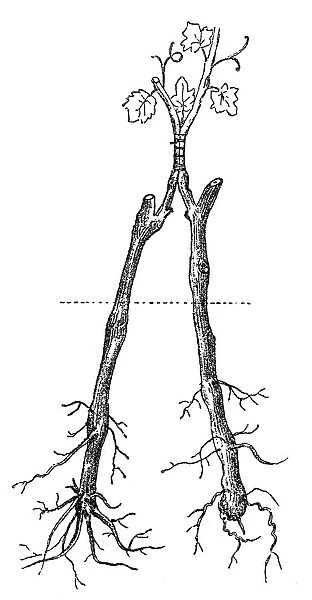 Grafting. Old engraved illustration of approach grafting