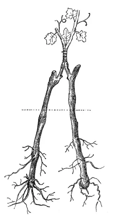 Framed Print : Grafting. Old engraved illustration of approach grafting Framed Print : Grafting. Old engraved illustration of approach grafting