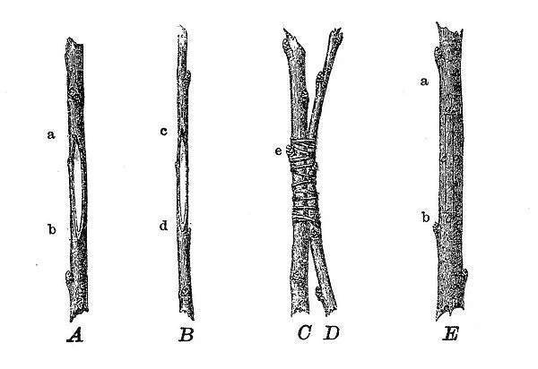 Grafting. Old engraved illustration of approach grafting