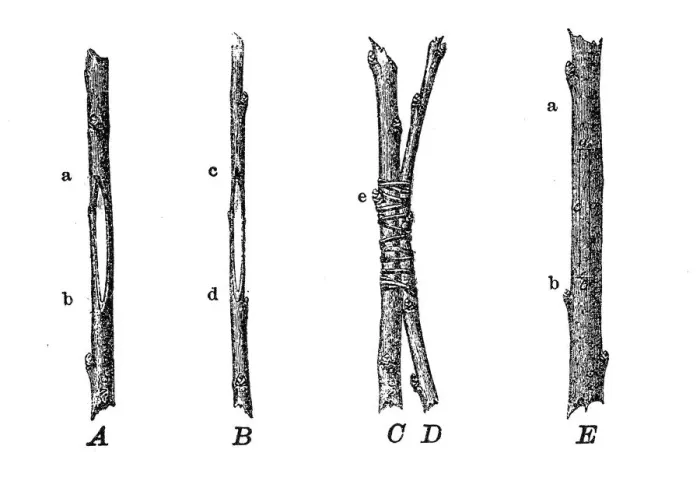 Framed Print : Grafting. Old engraved illustration of approach grafting