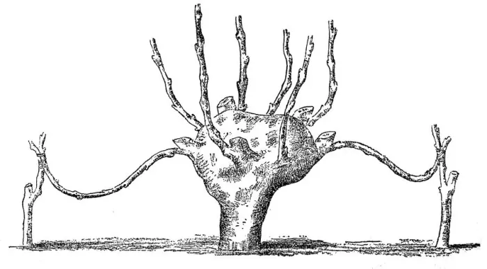 Framed Print : Grafting. Old engraved illustration of approach grafting