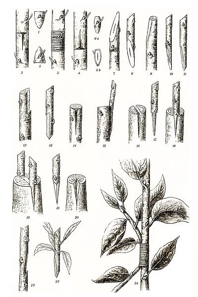 Grafting. Antique illustration of different variations of grafting at trees