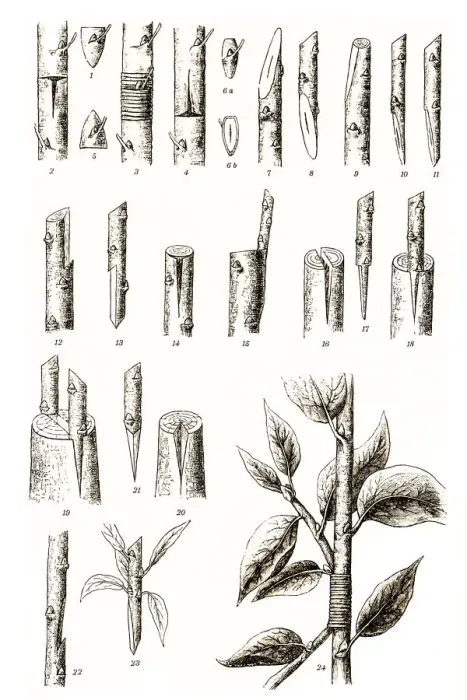 Framed Print : Grafting. Antique illustration of different variations of grafting at trees Framed Print : Grafting. Antique illustration of different variations of grafting at trees