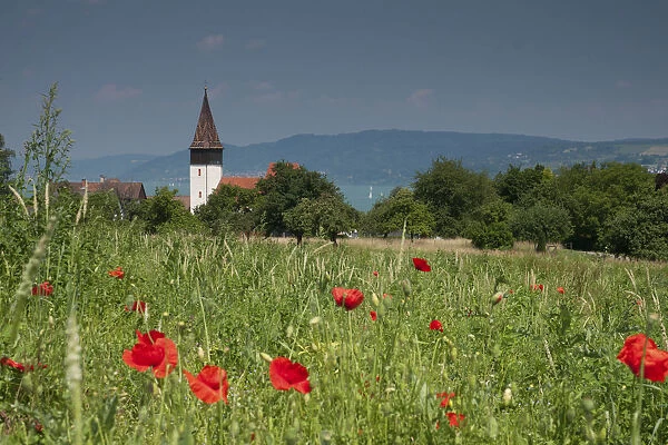 Grain field with poppies above Dingelsdorf on Lake Constance, St. Nicholas Church at the back, Baden-Wuerttemberg, Germany, Europe