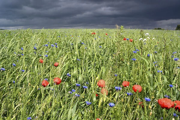 Grain field with poppy flowers in front of an approaching thunderstorm, Rennsteig, Blankenstein, Thuringia, Germany