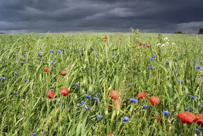 Framed Print : Grain field with poppy flowers in front of an approaching thunderstorm, Rennsteig, Blankenstein, Thuringia, Germany