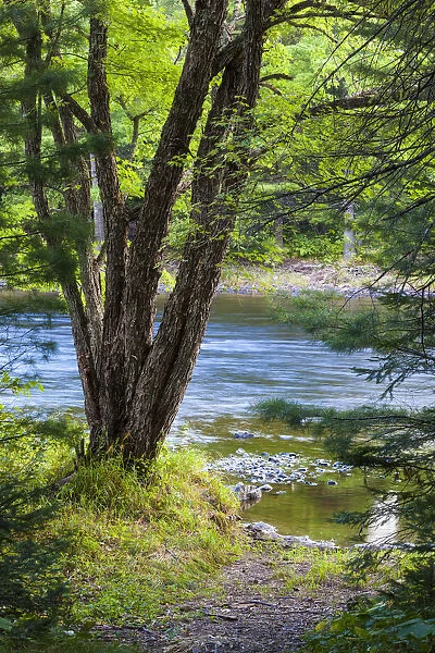 Grand Pitch on East Branch of Penobscot River, International Appalachian Trail, Baxter State Park, Maine, USA