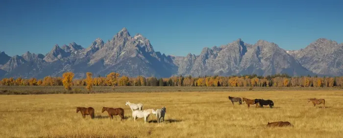 Framed Print : Grand Teton Horses Framed Print : Grand Teton Horses