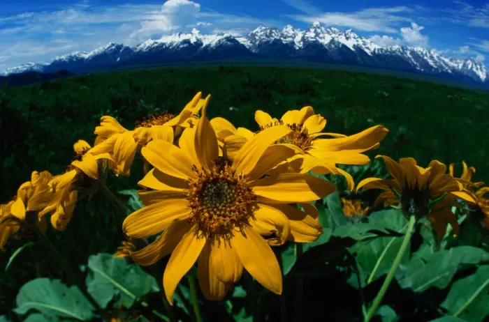 Framed Print : Grand Teton National Park, USA. Wild sunflowers in spring amidst sagebrush. Wyoming Framed Print : Grand Teton National Park, USA. Wild sunflowers in spring amidst sagebrush. Wyoming