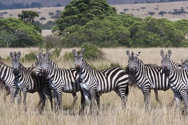 Grants zebras, Kenya