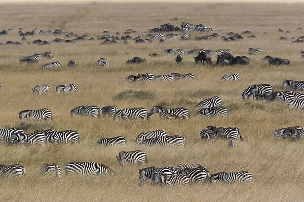 Grants zebras and wildebeests, Kenya