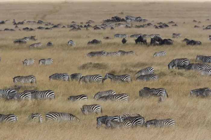 Framed Print : Grants zebras and wildebeests, Kenya Framed Print : Grants zebras and wildebeests, Kenya