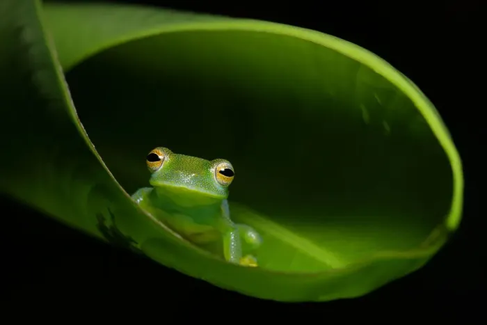 Framed Print : Granular Glass Frog Framed Print : Granular Glass Frog