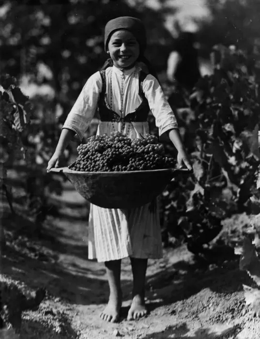 Framed Print : Grape Harvest Framed Print : Grape Harvest