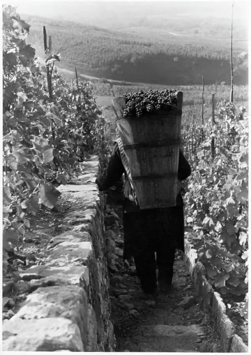 Framed Print : GRAPE HARVEST Framed Print : GRAPE HARVEST