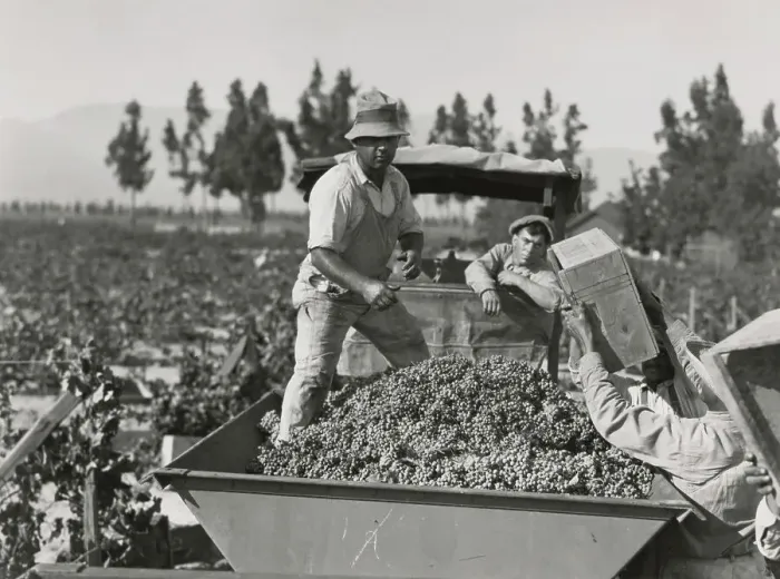 Framed Print : Grape Harvest, California Framed Print : Grape Harvest, California