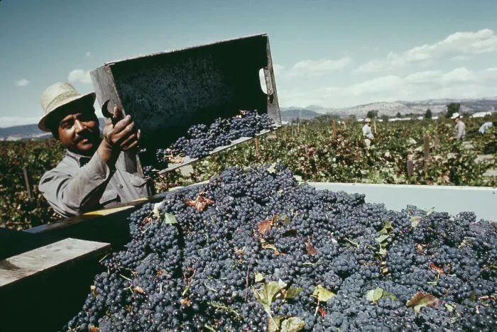 Framed Print : Grape Harvest In Napa Valley Framed Print : Grape Harvest In Napa Valley