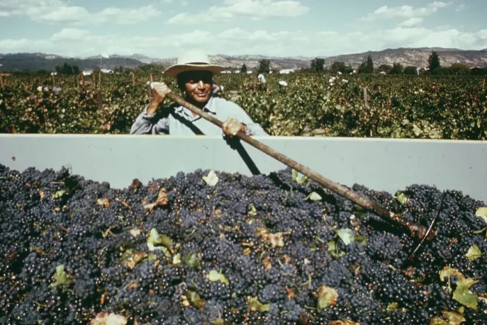Framed Print : Grape Harvest In Napa Valley Framed Print : Grape Harvest In Napa Valley