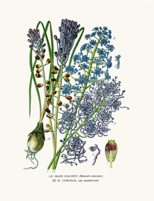 Framed Print : Grape hyacinth houseplant