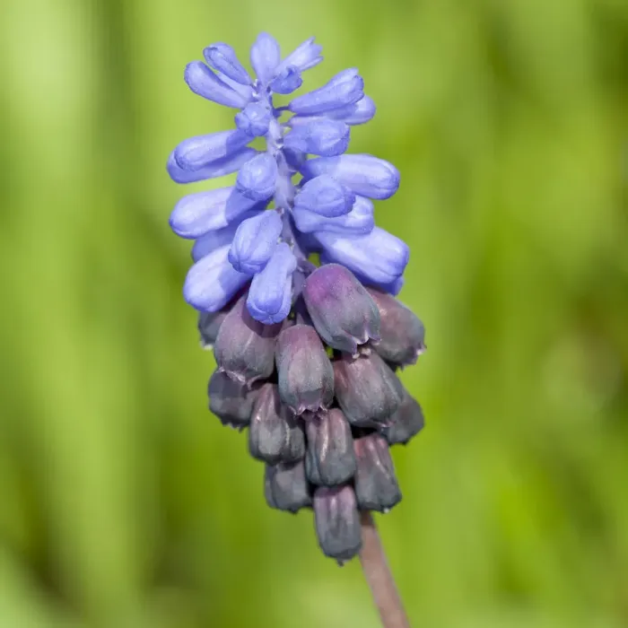 Framed Print : Grape Hyacinth -Muscari sp. - Framed Print : Grape Hyacinth -Muscari sp. -