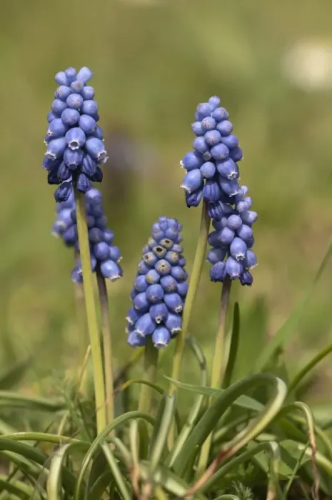 Framed Print : Grape Hyacinth -Muscari sp. -, in a garden in Untergroeningen, Baden-Wuerttemberg, Germany, Europe