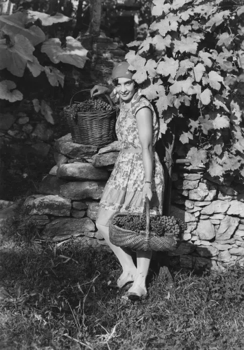 Framed Print : Grape Picking Framed Print : Grape Picking
