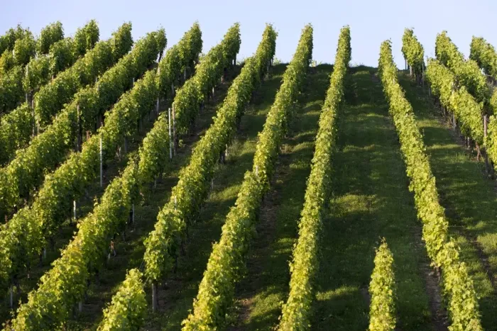 Framed Print : Grape vines, vineyard, Pragsattel, Stuttgart, Baden-Wuerttemberg, Germany, Europe Framed Print : Grape vines, vineyard, Pragsattel, Stuttgart, Baden-Wuerttemberg, Germany, Europe