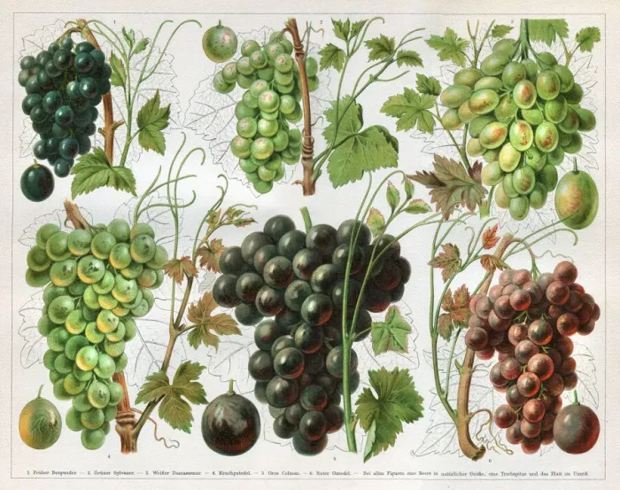Framed Print : Grape vineyard variation wine 1897 Framed Print : Grape vineyard variation wine 1897