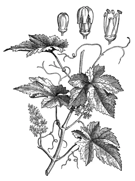 Framed Print : Grape, Wine grape, Purpleleaf Grape, Common Grape (vitis vinifera) Framed Print : Grape, Wine grape, Purpleleaf Grape, Common Grape (vitis vinifera)