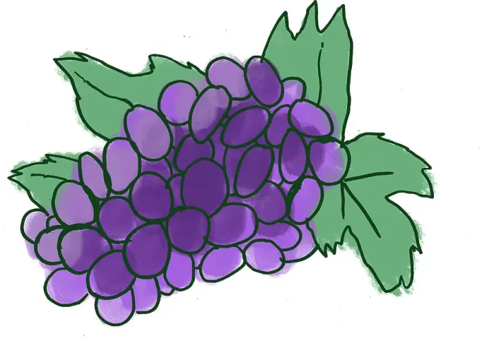 Framed Print : Grapes. Dorling Kindersley Prints Framed Print : Grapes. Dorling Kindersley Prints