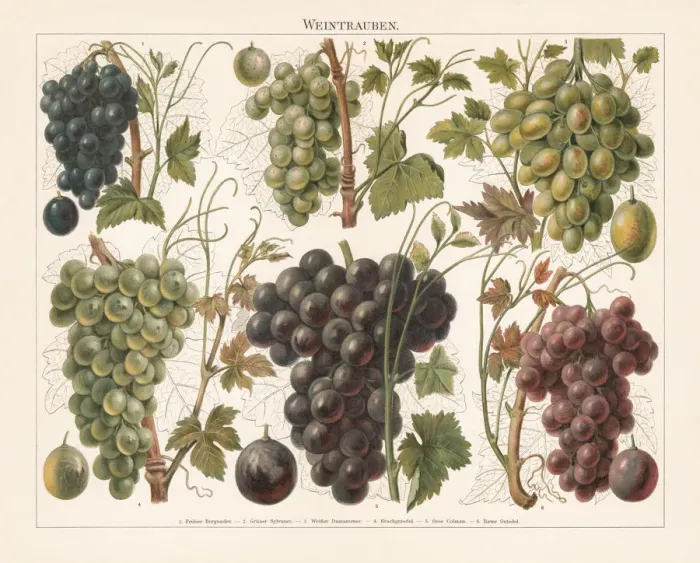 Framed Print : Grapes, chromolithograph, published in 1897 Framed Print : Grapes, chromolithograph, published in 1897