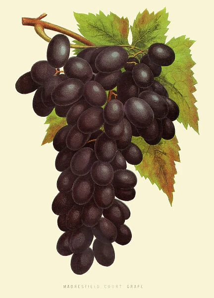 Grapes illustration 1874