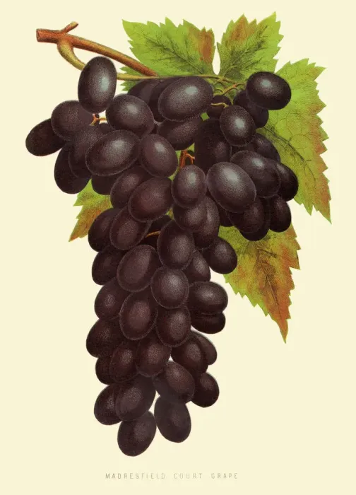 Framed Print : Grapes illustration 1874