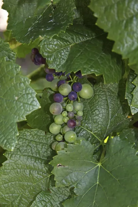 Framed Print : Grapes, almost ripe, vine, near Hagnau at Lake Constance, Baden-Wuerttemberg, Germany, Europe Framed Print : Grapes, almost ripe, vine, near Hagnau at Lake Constance, Baden-Wuerttemberg, Germany, Europe