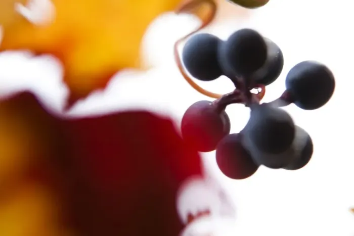 Framed Print : Grapes on the vine, autumn leaves Framed Print : Grapes on the vine, autumn leaves