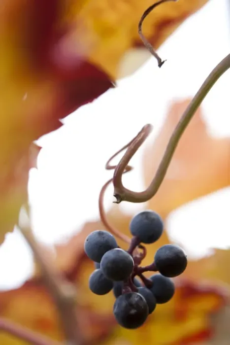 Framed Print : Grapes on the vine, autumn leaves Framed Print : Grapes on the vine, autumn leaves