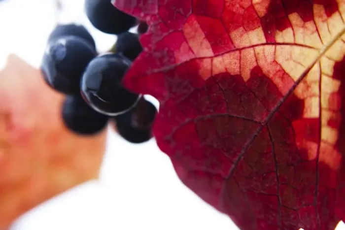 Framed Print : Grapes on the vine, red autumn leaves Framed Print : Grapes on the vine, red autumn leaves