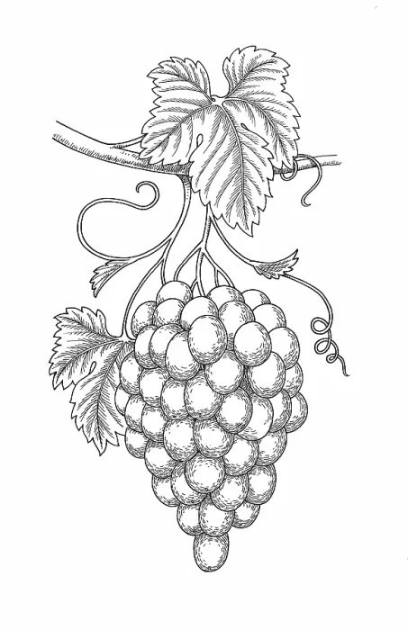 Framed Print : Grapevine. Dorling Kindersley Prints Framed Print : Grapevine. Dorling Kindersley Prints