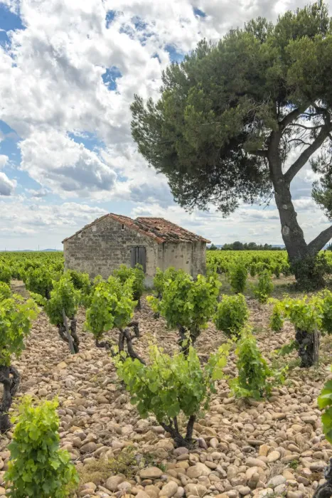 Framed Print : Grapevines (Vitis) in vineyard, Chateauneuf du Pape, France