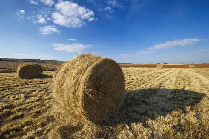 Framed Print : Grass Bales in Farm Landscape, North West Province, South Africa Framed Print : Grass Bales in Farm Landscape, North West Province, South Africa