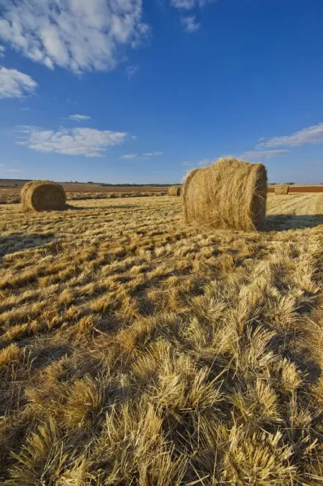 Framed Print : Grass Bales in remote Farm Landscape, North West Province, South Africa Framed Print : Grass Bales in remote Farm Landscape, North West Province, South Africa