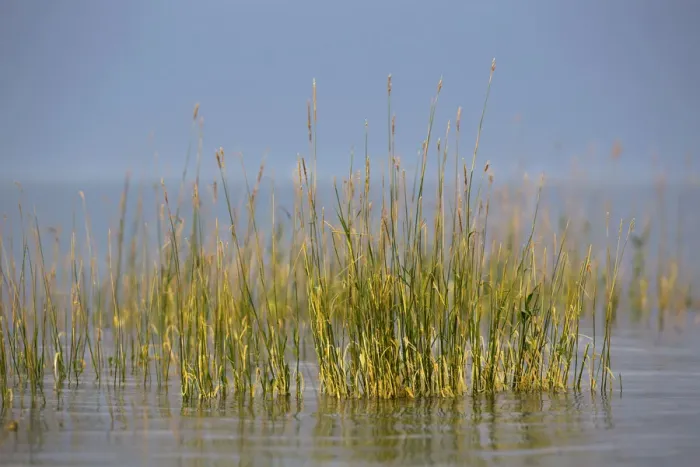 Framed Print : Grass on the banks of Lake Constance during a stormy atmosphere, Hoernle, Konstanz, Baden-Wuerttemberg, Germany, Europe Framed Print : Grass on the banks of Lake Constance during a stormy atmosphere, Hoernle, Konstanz, Baden-Wuerttemberg, Germany, Europe