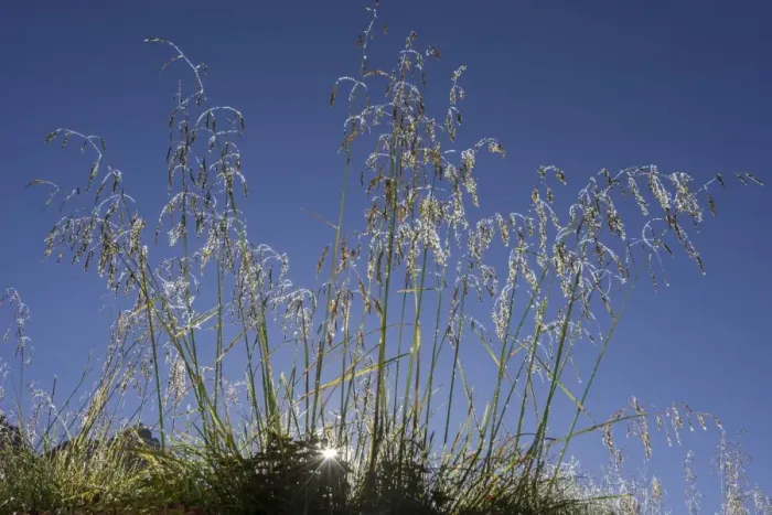 Framed Print : Grass covered with morning dew, backlit, ?Troms, Norway