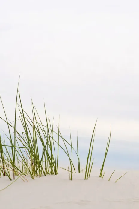 Framed Print : Grass in the dunes, Amrum island, Schleswig-Holstein, Germany, Europe